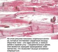 Как да се намали на мускулите (знания - физиология на човека)