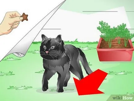 Как да защитим вашите стайни растения от котка