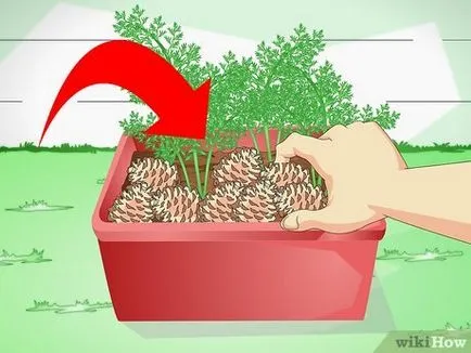 Как да защитим вашите стайни растения от котка
