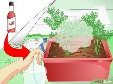 Как да защитим вашите стайни растения от котка