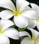 Как да расте от семена на Plumeria у дома инструкции стъпка по стъпка със снимки и видео, допълнителни (вътрешен) Как да расте от семена на Plumeria у дома инструкции стъпка по стъпка със снимки и видео, по-нататъшно