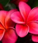 Как да расте от семена на Plumeria у дома инструкции стъпка по стъпка със снимки и видео, допълнителни (състояния) Как да расте от семена на Plumeria у дома инструкции стъпка по стъпка със снимки и видео, по-нататъшно