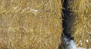 Как да растат гъби у дома обучение за начинаещи (HOME) Как да растат гъби у дома инструкция за начинаещи