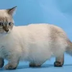 котка състояние