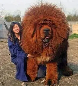 Куче с Тибет