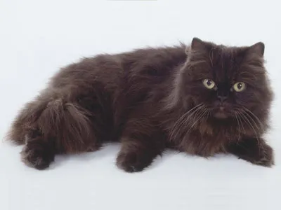Котки скъпи породи