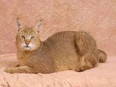 Котки скъпи породи
