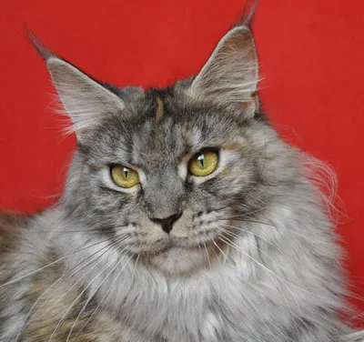 Котки скъпи породи