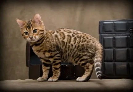 Котки скъпи породи