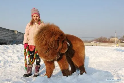 Куче с Тибет
