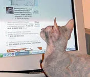 Как да попълните формуляр на интернет страницата на международни запознанства, мечтите на жените