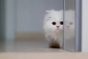 Кой беше котката от Майстора и Маргарита Булгаков, в света на котки и кучета
