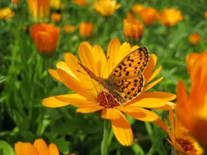 Calendula расте от семена, когато да се засадят (Calendula расте семена) Невенът расте от семена, кога да засадят