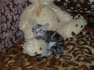 Кой беше котката от Майстора и Маргарита Булгаков, в света на котки и кучета