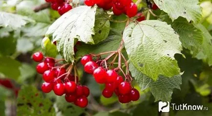 култивиране Kalina, грижа, подрязване растения