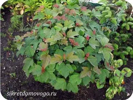 отглеждането на Калина, тайните на къща