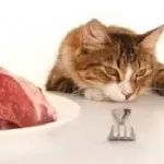 Cat отказва да се храни и много причини за тегло и спи през цялото време, пие вода само какво да правя, (откаже) Cat отказва да се храни и много причини за тегло и спи през цялото време, пие вода само какво да правя,