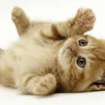 Котка или куче, които избират
