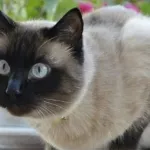 Котката яде цветята, нашите 7 съвета за това как да се предпазват растенията от котки