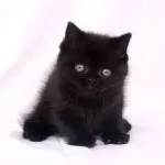 Котка или куче, които избират