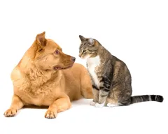 Котка или куче, които избират