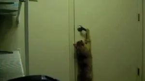 Feline интелигентност, отново за котки