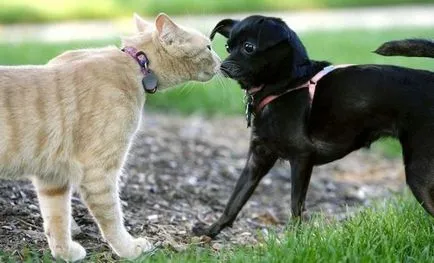 Котка или куче, които избират