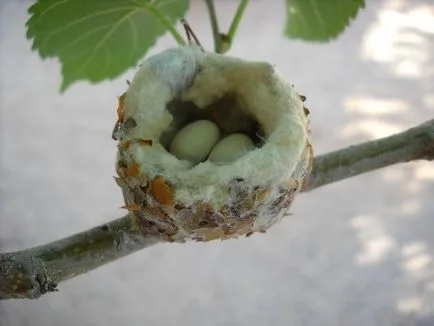 Колибри, животински енциклопедия