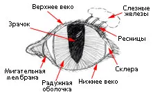 Червени очи котка