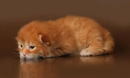 Мейн Куун котенца