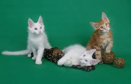 Мейн Куун котенца