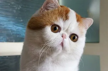 Cat Снупи (24 снимки) китайска порода, цени, клипове - murkote за котки и котки