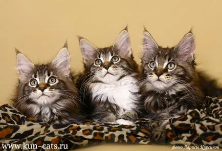 Мейн Куун котенца