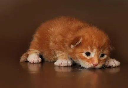 Мейн Куун котенца