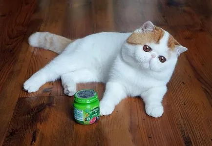 Cat Снупи (24 снимки) китайска порода, цени, клипове - murkote за котки и котки