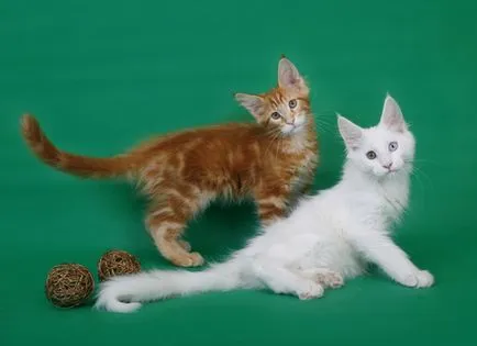 Мейн Куун котенца
