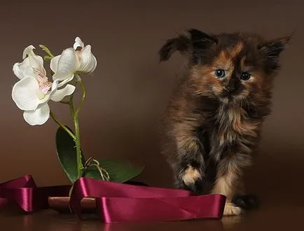 Мейн Куун котенца