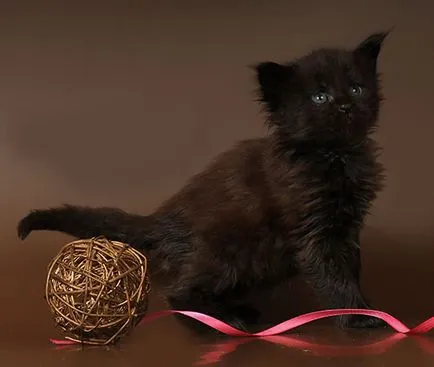 Мейн Куун котенца