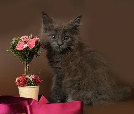 Мейн Куун котенца