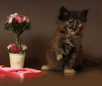 Мейн Куун котенца