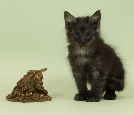 Мейн Куун котенца