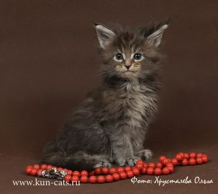 Мейн Куун котенца