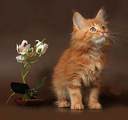 Мейн Куун котенца