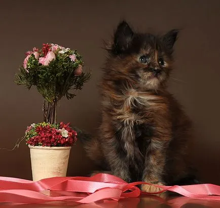 Мейн Куун котенца