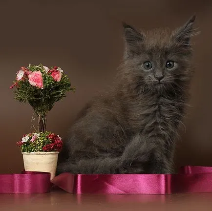 Мейн Куун котенца