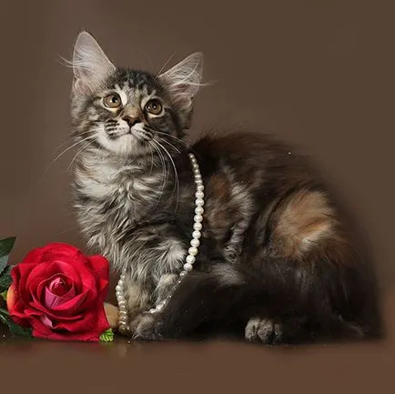 Мейн Куун котенца