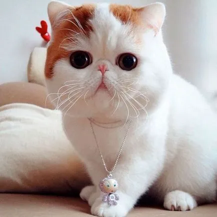 Cat Снупи (24 снимки) китайска порода, цени, клипове - murkote за котки и котки
