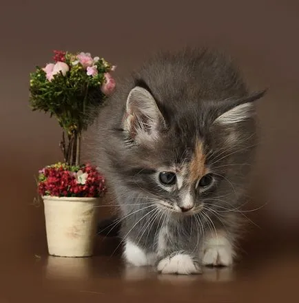 Мейн Куун котенца