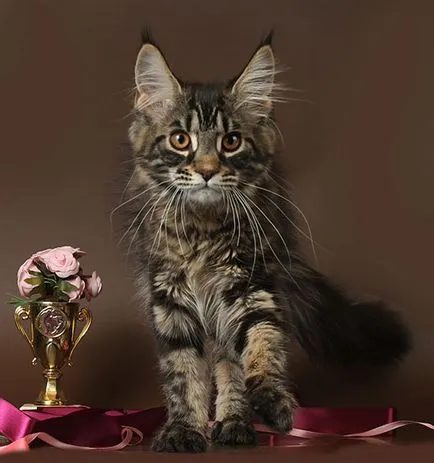Мейн Куун котенца
