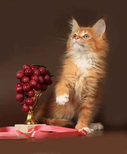 Мейн Куун котенца